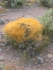 PICTURES/Death Valley - Wildflowers/t_Death Valley - Toothed Dodder2.JPG